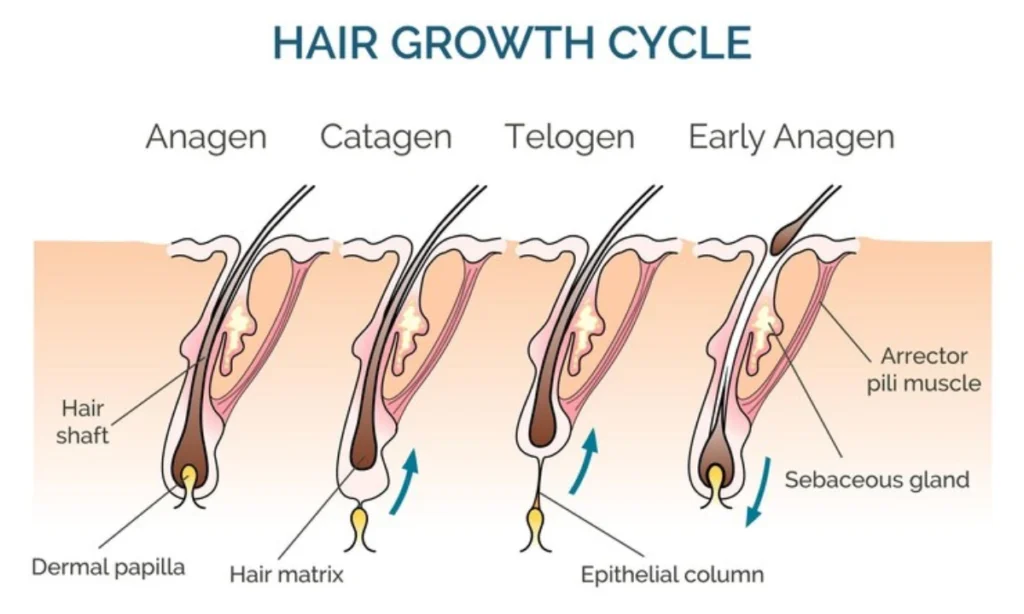 How many hair growth cycles are there?