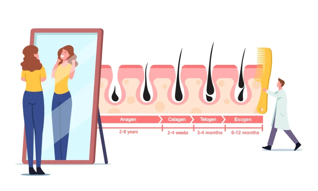 How many hair growth cycles are there?