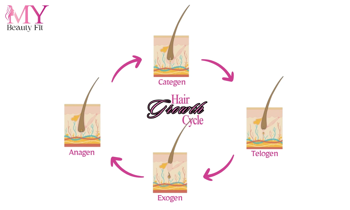 How many hair growth cycles are there?